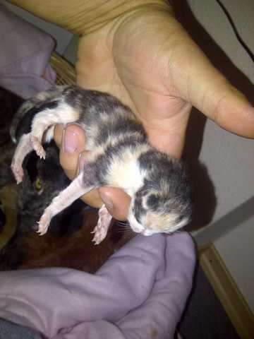 Katzenbabys am ende August abzugeben
